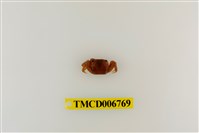 藏品(絨毛近方蟹)的圖片